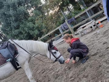 Onze allerliefst kinderpony Jackson te koop