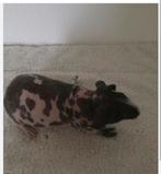 Gezocht skinny dalmatier, Dieren en Toebehoren, Knaagdieren