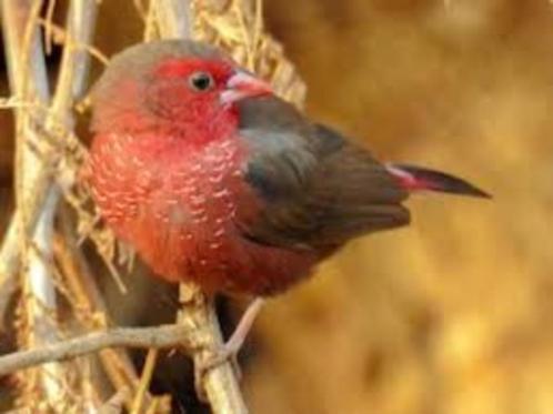 AMARANTE À POINTILLÉS (laganostica rufopicta), Animaux & Accessoires, Oiseaux | Oiseaux Autre, Oiseau tropical, Plusieurs animaux