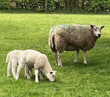 Schaap met 2 lammeren te koop, Femelle, Mouton, 3 à 5 ans
