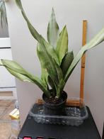 Sansevière (langue de belle-mère), Huis en Inrichting, Kamerplanten, Ophalen, Vetplant, In pot, Minder dan 100 cm