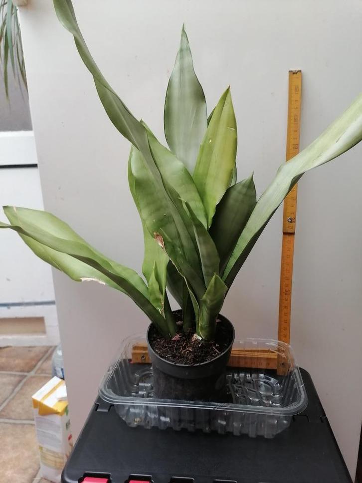 Sansevière (langue de belle-mère), Huis en Inrichting, Kamerplanten, Vetplant, Minder dan 100 cm, Groene kamerplant, In pot, Ophalen