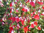 Salvia hotlips, Tuin en Terras, Ophalen, Vaste plant