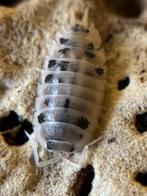Isopod, Porcellio Melkkoe pissebedden (panda, Dalmatiër), Overige soorten