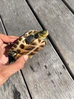 Chinese streepnek – vrouwtje (20 cm), Dieren en Toebehoren, Schildpad, Tam, 3 tot 6 jaar