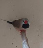 Spitstaartamandine mannetje, Dieren en Toebehoren, Vogels | Overige Vogels, Mannelijk, Tropenvogel, Geringd