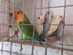 Koppeltjes roseicolli van 2025, Meerdere dieren, Dwergpapegaai of Agapornis, Geringd
