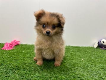 Dwergkees pups beschikbaar voor biedingen