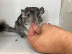 Lieve, handtamme chinchillas, Dieren en Toebehoren, Maart, Chinchilla, Meerdere dieren, Tam
