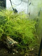 Guppy gras /najas guadalupensis, Overige typen, Zoetwatervis