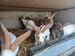 nest jonge reuzen vlinders, Dieren en Toebehoren, Konijnen, Geslacht onbekend, Groot, 0 tot 2 jaar