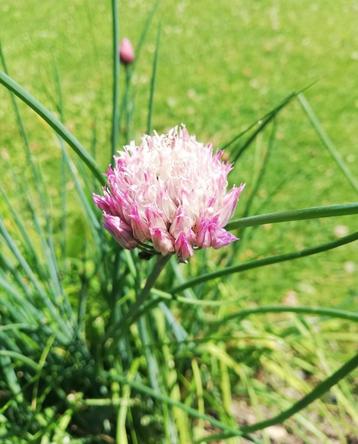 Semences de ciboulette  beschikbaar voor biedingen