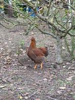 Wyandotte groothoender hen 2025, Dieren en Toebehoren