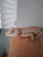 Gargoyle gecko orange stripe vrouwtje te koop, Dieren en Toebehoren, Reptielen en Amfibieën