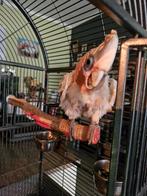 Roze kakatoe, Dieren en Toebehoren, Vogels | Parkieten en Papegaaien