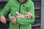 Maltipoo pups nieuw nestje, België, 15 weken tot 1 jaar, Overige rassen, CDV (hondenziekte)