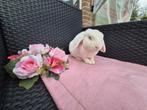 Super lieve rex NHD voedster, Dieren en Toebehoren, Konijnen, Vrouwelijk, Dwerg, Hangoor, 0 tot 2 jaar