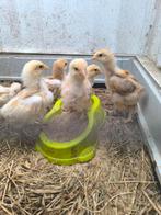 Brahma kuikens, Dieren en Toebehoren, Pluimvee