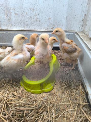 Brahma kuikens  beschikbaar voor biedingen
