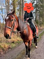 Hongre 4 ans 1m60 gentil même pour petit niveau, Animaux & Accessoires, Chevaux, Étalon, M