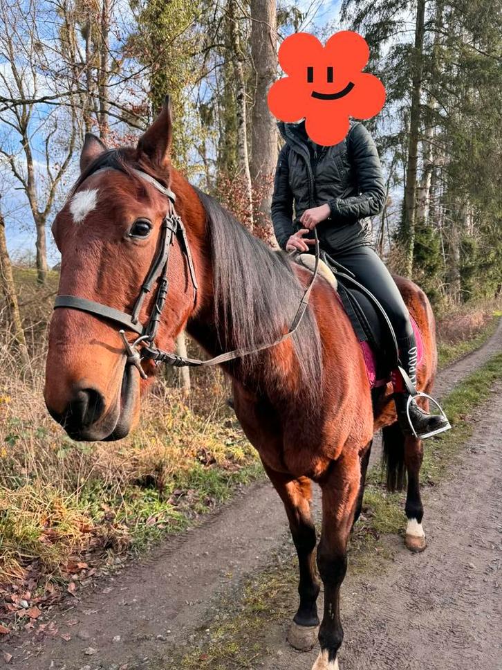 Hongre 4 ans 1m60 gentil même pour petit niveau, Animaux & Accessoires, Chevaux, Étalon, M