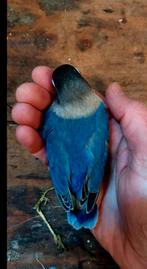 Jonge agapornis personata's, Dieren en Toebehoren, Vogels | Parkieten en Papegaaien, Meerdere dieren, Dwergpapegaai of Agapornis