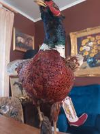 Opgezette wilde fazant , mooi groot exemplaar, Ophalen, Zo goed als nieuw