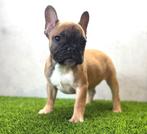 Prachtige Franse Bulldog Pup, Animaux & Accessoires, Chiens | Bouledogues, Pinschers & Molossoïdes, Chien (mâle), Belgique, 8 à 15 semaines
