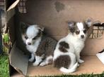 Chihuahua reutjes langharig, Dieren en Toebehoren, Honden | Chihuahua's en Gezelschapshonden, België, Fokker | Hobbymatig, 8 tot 15 weken