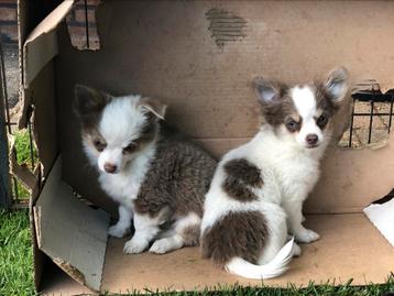 Chihuahua reutjes langharig beschikbaar voor biedingen