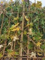 leibomen, Jardin & Terrasse, Plantes | Arbres, Enlèvement, Espalier