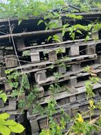 Gratis hout, Tuin en Terras, Brandhout, 6 m³ of meer, Ophalen