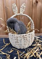 Hangoor dwergkonijntjes, Dieren en Toebehoren, Konijnen, Hangoor