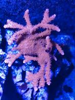 Montipora setosa, Ophalen
