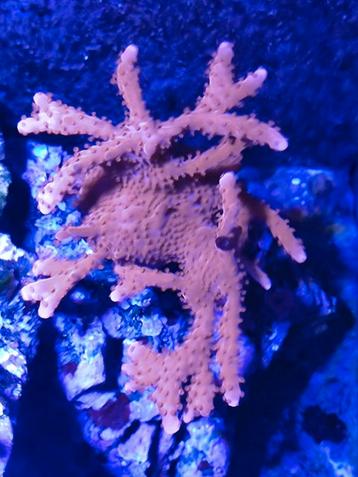 Montipora setosa beschikbaar voor biedingen