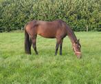 10 jarige KWPN merrie te koop of te ruilen, Dieren en Toebehoren, Paarden, Merrie, Onbeleerd, 160 tot 165 cm, 7 tot 10 jaar