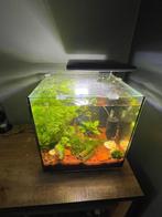 aquarium, Dieren en Toebehoren, Ophalen, Zo goed als nieuw, Gevuld zoetwateraquarium