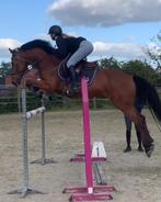 14-jarige gouden ruin, Ruin, 160 tot 165 cm, Springpaard, 11 jaar of ouder
