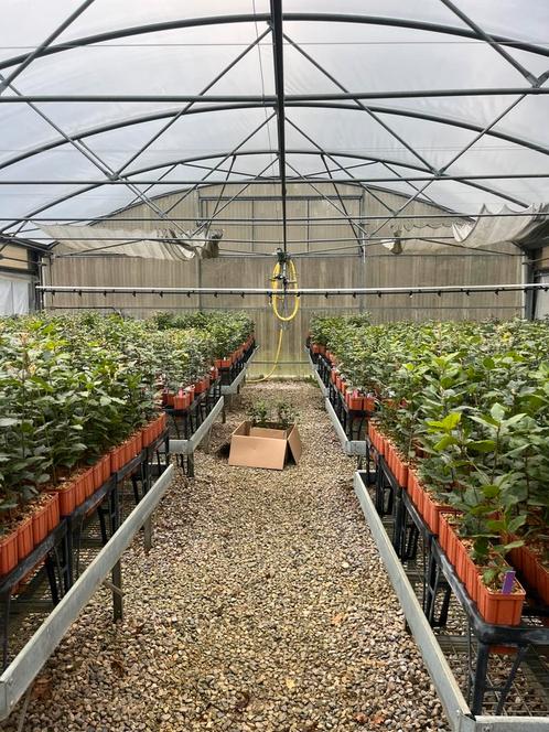 Truffelbomen, Tuin en Terras, Planten | Tuinplanten, Ophalen
