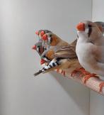 Gratis zebravinken, Dieren en Toebehoren, Vogels | Overige Vogels