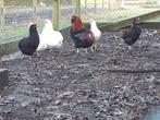 Araucana, Dieren en Toebehoren, Pluimvee, Meerdere dieren, Kip