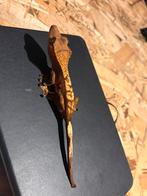 Jeune femelle gecko a crete, Animaux & Accessoires, Reptiles & Amphibiens, Lézard, Domestique, 0 à 2 ans