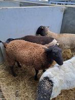 Jonge rammen, Mâle, Mouton, 0 à 2 ans