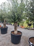 Olijfboom Olea Europaea, Tuin en Terras, Planten | Bomen, Ophalen, Olijfboom
