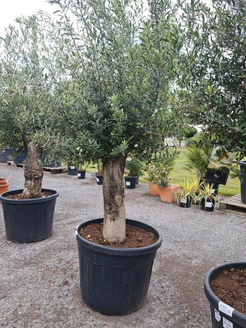 Olijfboom Olea Europaea, Tuin en Terras, Planten | Bomen, Olijfboom, Ophalen