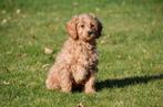Chiots Cockapoo à vendre