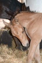 Prachtig valkkleurig PRE veulen, Dieren en Toebehoren, Paarden, Hengst, 0 tot 2 jaar, Ontwormd, 160 tot 165 cm