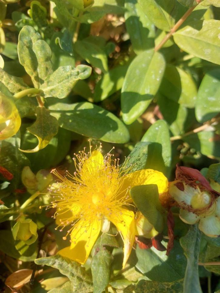 Hersthooi/Hypericum calycinum, Tuin en Terras, Planten | Tuinplanten, Vaste plant, Bodembedekkers, Halfschaduw, Lente, Ophalen