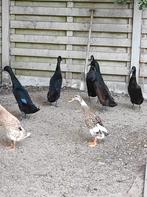 Loopeend, Dieren en Toebehoren, Pluimvee, Mannelijk, Eend
