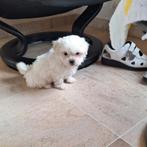 Maltezer pups, Dieren en Toebehoren, Honden | Chihuahua's en Gezelschapshonden, België, Maltezer, CDV (hondenziekte), 8 tot 15 weken